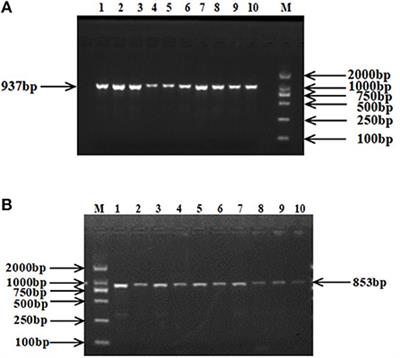 Ovine RAP1GAP and rBAT gene polymorphisms and their association with tail fat deposition in Hu sheep